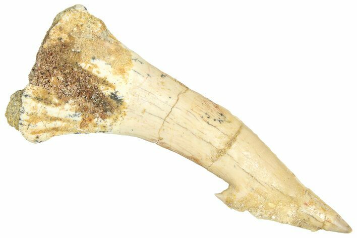 Fossil Sawfish (Onchopristis) Rostral Barb - Morocco #366716